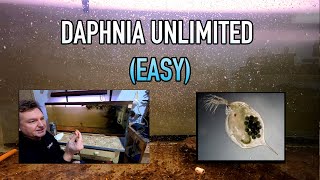 How I Raise Daphnia Water Fleas And You Can Too [upl. by Esta]