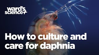 Caring and Culturing for Daphnia [upl. by Gnivre]