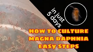 How to Culture Magna Daphnia Easily [upl. by Cohbath]