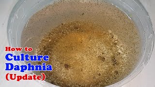 How to Culture Daphnia Update with ZERO Cost  Unlimited Live Food for Our Fish [upl. by Daniyal]