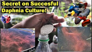 How to Culture Daphnia Successfully [upl. by Hulda29]