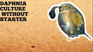 HOW TO CULTURE DAPHNIA NATURALLY WITHOUT A STARTER [upl. by Nodarb]