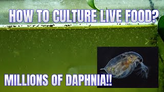 How to Culture Daphnia Secret Method to Breed MILLIONS  Simply Aquatic [upl. by Cheslie418]