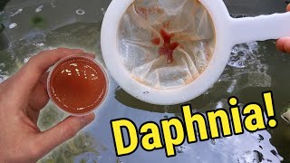 How I Culture Daphnia In Outdoor Tubs [upl. by Petula898]