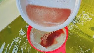 How to culture daphnia  Daphnia culture  How to grow daphnia outdoor [upl. by Anirol]