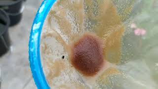 How to culture daphnia moina in a small container Part 1 English Subtitle [upl. by Kalila]