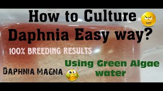 Daphnia MagnaHow to Culture Daphnia Easy wayCulturing Daphnia using Green water Daphnia [upl. by Pepito340]