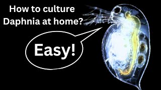 BEST Live Fish Food Beginner guide How to Culture Daphnia at home [upl. by Letsirc]