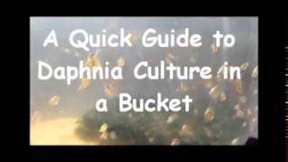 How to culture daphnia outside [upl. by Yrakaz]