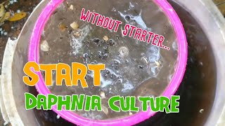 How to culture daphnia moina the easy way 1  Starting the Daphnia culture [upl. by Yeung]