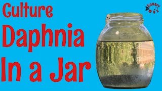 How to Culture Daphnia in a Jar [upl. by Ahsat339]