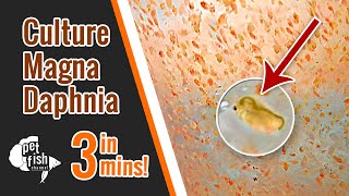 How to culture DAPHNIA MAGNA  The easy way [upl. by Mather]