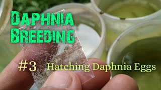 Daphnia Culture made simple and easy 3  Hatching Daphnia eggs [upl. by Jandy50]