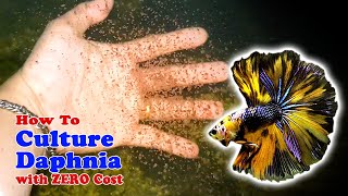 How to Culture Daphnia with ZERO Cost  Unlimited Live Food For Our Fish [upl. by Kirima]