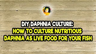 DIY Daphnia Culture How to Culture Nutritious Daphnia as Live Food for Your Fish [upl. by Foy]