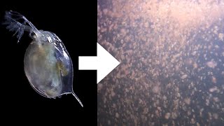 How I Culture Daphnia [upl. by Minette]