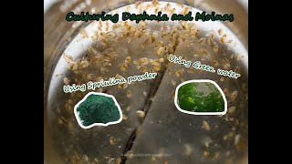 How To Culture Daphnia and Moinas using Green Water Spirulina powder [upl. by Cherice]