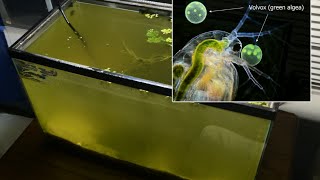 Raising Daphnia for the Freshwater Aquarium [upl. by Finah]