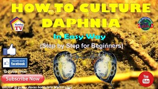 HOW TO CULTURE DAPHNIA In Easy Way [upl. by Reger30]